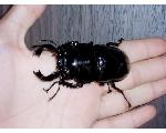 カブトクワガタKM虫クラブ