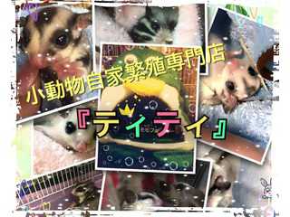 小動物自家繁殖専門店『ティティ』