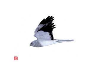 鳥と空
