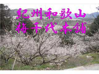 紀州和歌山　南高梅の梅農家　梅千代本舗　農家直送　梅干し直売
