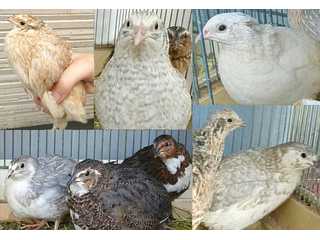 うたたね?鳥のゆりかご?